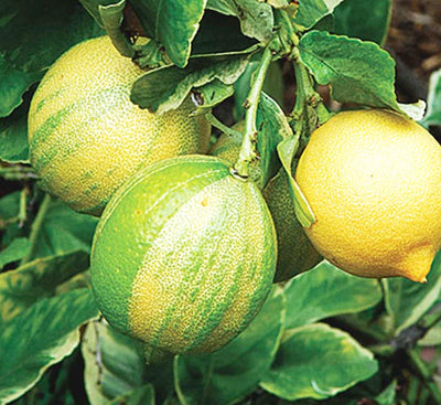 Lemon 'Pink Lemonade' Standard - 5 Gallon