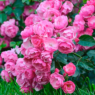 Pretty in Pink Eden - Climbing - 5 Gallon