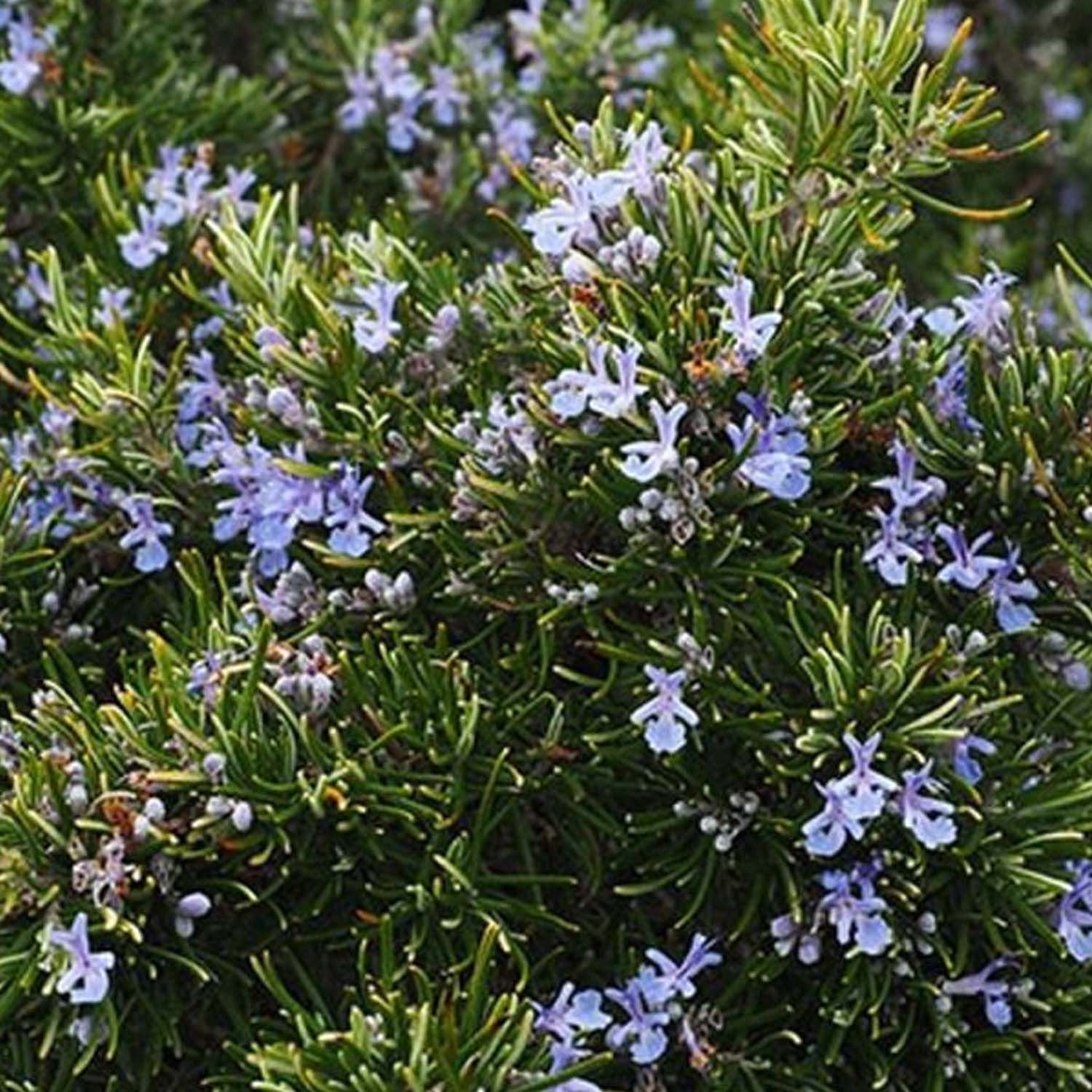 Rosemary 'Romero' - 4