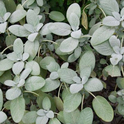 Sage 'Bergaarten' - 4" Pot