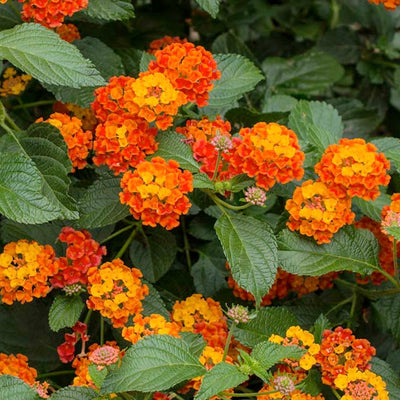 LANTANA 'DALLAS RED' - BUSH LANTANA - 1 GALLON