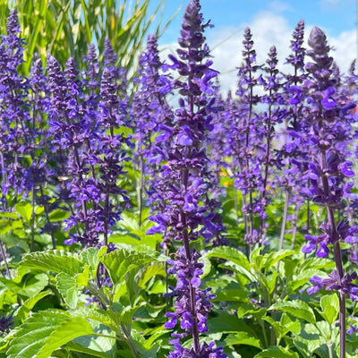 SALVIA 'MYSTIC SPIRES BLUE' - SAGE - 12" POT