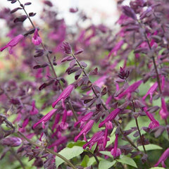 Salvia 'Love and Wishes'