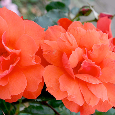 Sierra Lady Sunbelt - 5 Gallon