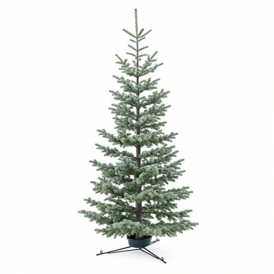 Premium Silvertip Fir 7-8 FT