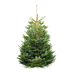 Premium Nordmann Fir 2-3Ft<br>(Shipping Only)