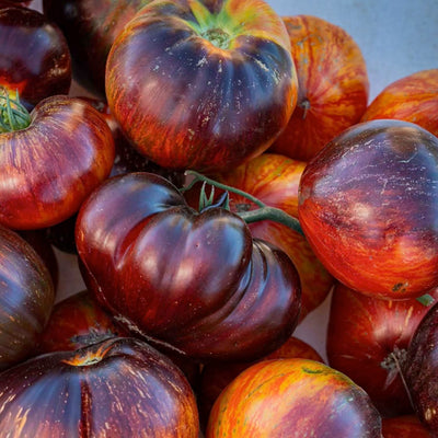 Solar Vortex - 4" Pot