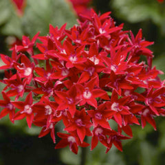 Pentas 'Starcluster Red' - 2 Gallon