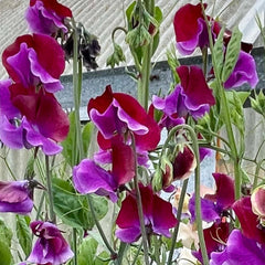 Harbinger Seeds