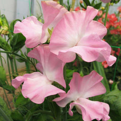 Southbourne Seeds
