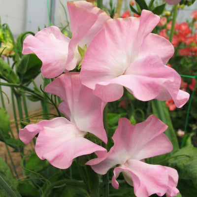 Southbourne Seeds