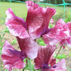 Theia Bella Seeds
