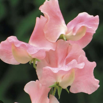 William & Catherine Seeds