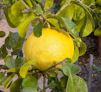 Pomelo 'Tahitian' Semi-Dwarf - 15 Gallon