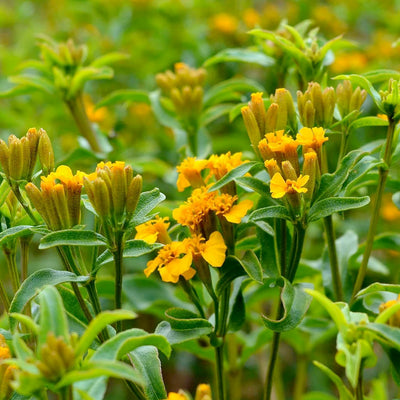 Tarragon 'Mexican' - 4" Pot