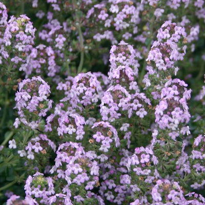 Thyme 'Doone Valley' - 4" Pot