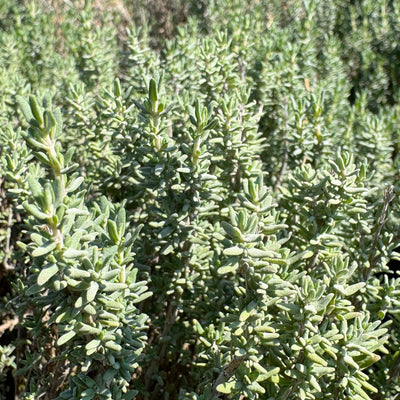 Thyme 'Winter' - 4" Pot