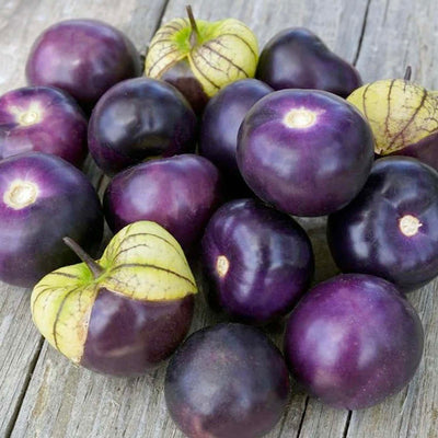 Tomatillo Purple - 4" Pot