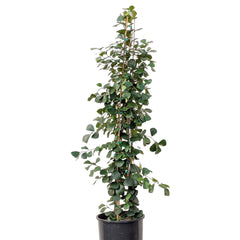 Ficus triangularis 3' - 10