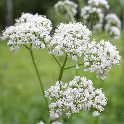 Valerian - 4" Pot