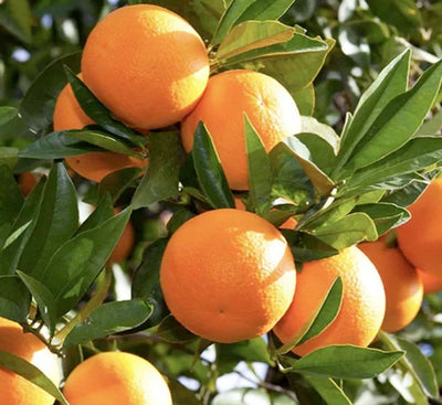 Orange 'Washington Navel' Espailer - 7 Gallon