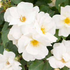 White Knock Out - 5 Gallon