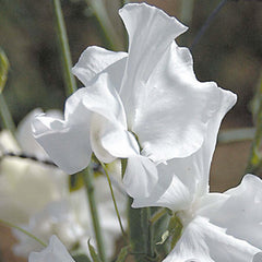 White Frills Seeds