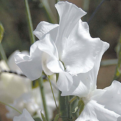 White Frills Seeds