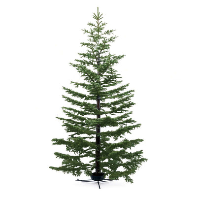 Premium Wild Noble Fir 7-8 Ft