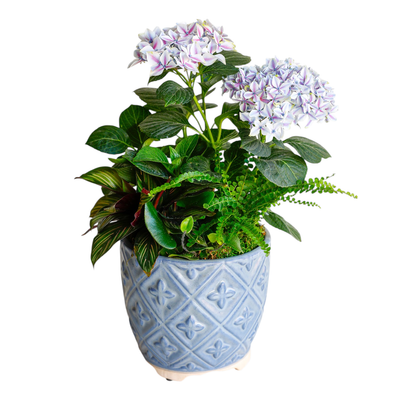 Hydrangea in Blue Diamond Pot