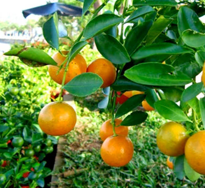 Kumquat 'Meiwa' Semi-Dwarf - 5 Gallon