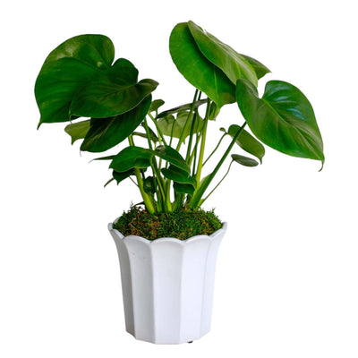 Monstera Deliciosa in White Fluted Pot