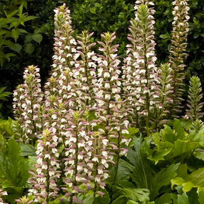 Acanthus 'Oak Leaf' - Oak Leaf Acanthus - 5 Gallon