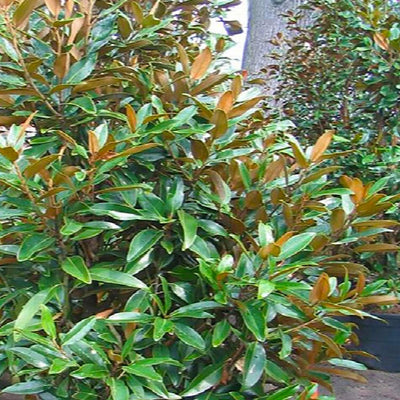 Magnolia grandiflora™ - Alta Southern Magnolia™ - 5 Gallon