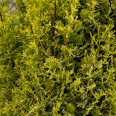 Cupressus 'Swane's Golden' - Swane's Golden Italian Cypress - 5 Gallon