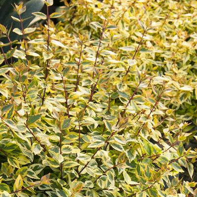 Abelia 'Kaleidoscope' PP - Kaleidoscope Abelia - 1 Gallon