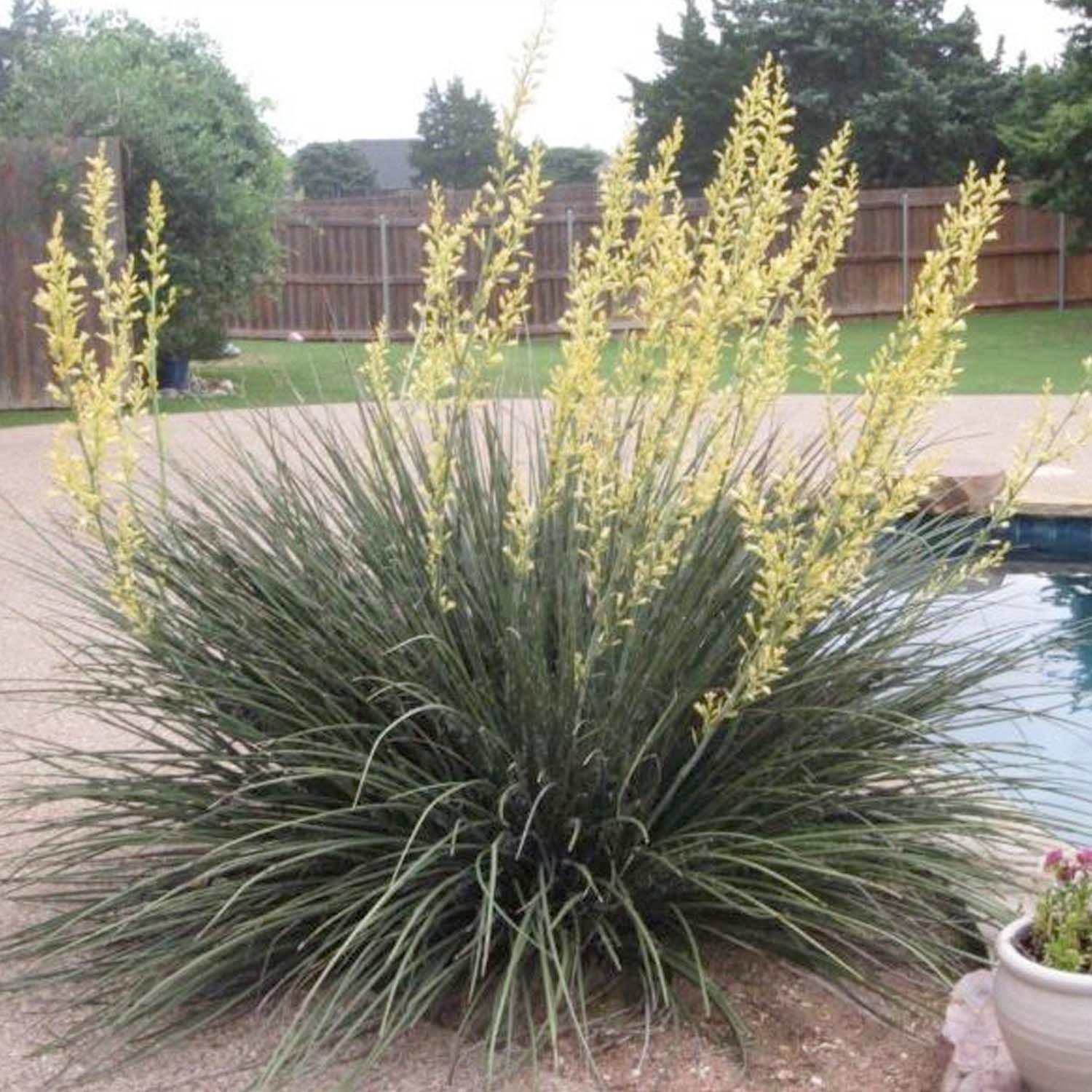 ユッカ　ヘスペラロエ　イエローサン Hesperaloe 'Yellow' - Yellow Yucca - 1 Gallon – Roger's Gardens