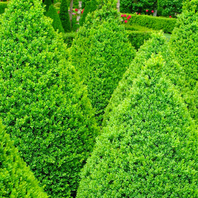 Buxus 'Green Mountain' - Green Mountain Boxwood - 10 Gallon