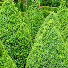 Buxus 'Winter Gem' - Winter Gem Boxwood - 7 Gallon