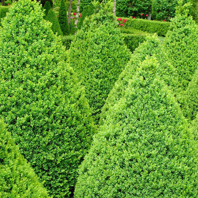 Buxus 'Winter Gem' - Winter Gem Boxwood - 5 Gallon