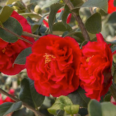 Camellia 'Kramer'S Supreme' - Kramer's Supreme Camellia - 5 Gallon