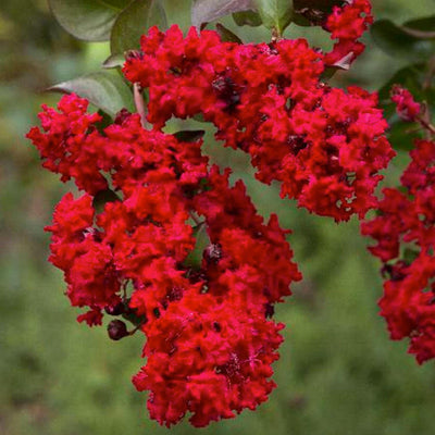 Lagerstroemia 'Dynamite'® - Dynamite Crape Myrtle - Patio Tree - 5 Gallon