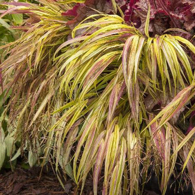 Hakonechloa macra 'All Gold' - Gold Hakone Grass - 1 Gallon