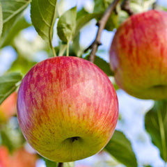 Fuji Apple - 10 Gallon