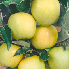 Golden Delicious Apple - 10 Gallon