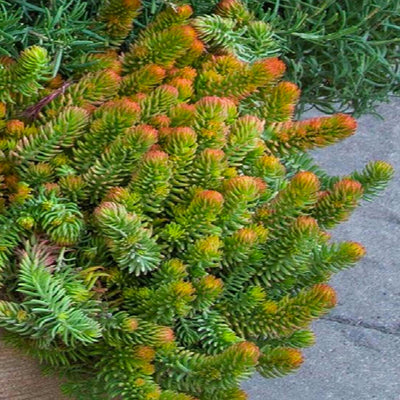 Sedum 'Angelina' - Angelina Sedum - 1 Gallon