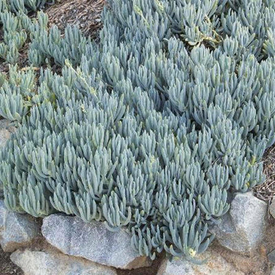 Senecio mandraliscae - Blue Chalk Sticks - 1 Gallon