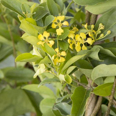 Mascagnia macroptera - Butterfly Vine - Staked - 1 Gallon