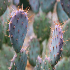 Opuntia 'Baby Rita' - Baby Rita Prinkly Pear - 2 Gallon