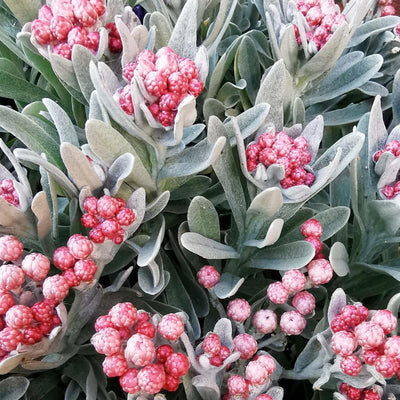 Helichrysum 'Ruby Cluster' - Ruby Cluster Helichrysum - 1 Gallon